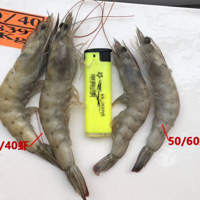 苏州青虾海虾批发多少钱 南美对虾价格