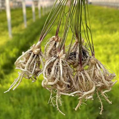 长期供应杂交一代白芦笋苗种子高产抗病穴盘苗保质