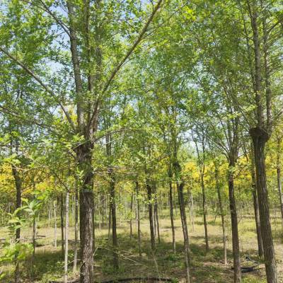 洛津园林常年出售6公分到18公分金叶榆树大小规格齐全自产自销