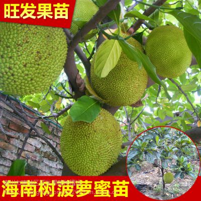 Ӧڼ޽Ӻ۹ ߲۹ȫƷ***