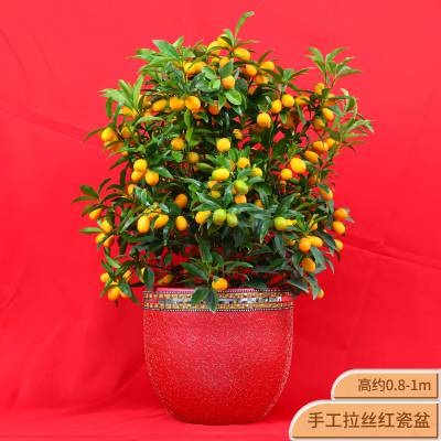 金桔盆栽 大号红拉丝瓷盆 武汉年宵花卉送到家