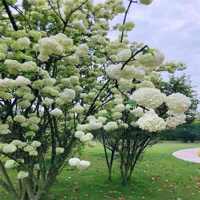 基地批发 绣球花 中华木绣球 景点风景花苗 街道路旁装饰绿植 根系发达 易成活 园林工程花苗