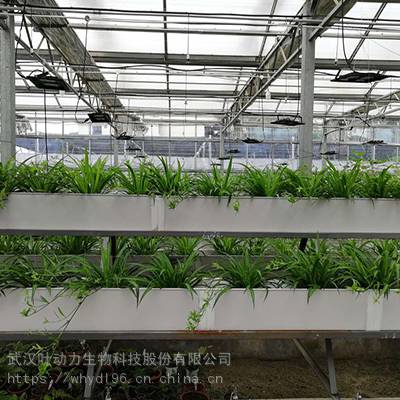 武汉叶动力 植物工厂 人工智能气候室 生长室 项目方案设计 整体工程建设规划 技术指导