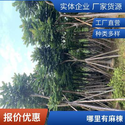 广东卓绿花木场 长期供应麻楝树绿化工程树8-10-15-20公分产地货源 价格实惠