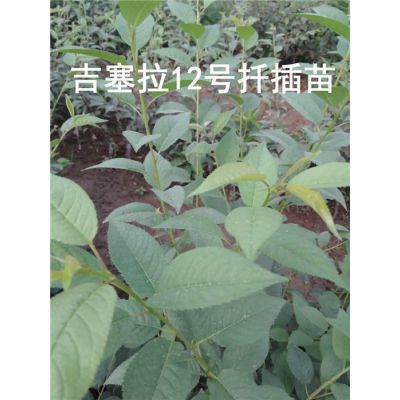 ӣ-ӣ-̩̩Դũ(鿴)