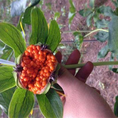 四川雅安天全乌红杂交天麻种植药材种植值钱项目