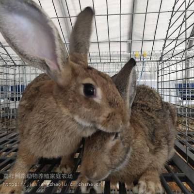 比利时种兔一只年产几窝兔苗回收肉兔出售