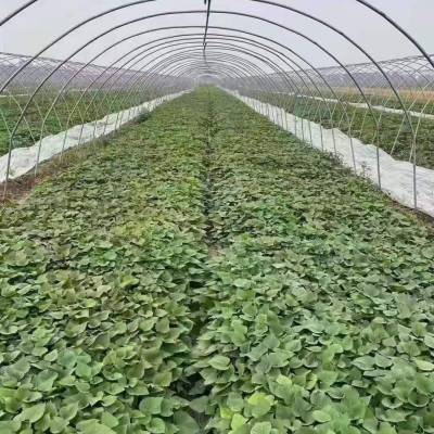 高淀粉9408红薯苗-品质好产量高全国发货