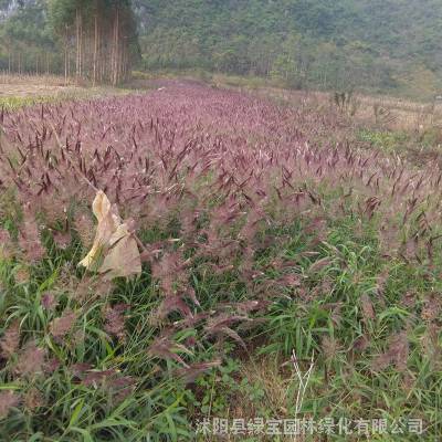 现货供应 糖蜜草种子 优质观赏花卉品种 花籽发芽***