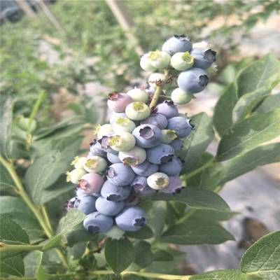 布莱特蓝蓝莓苗需冷量布莱特蓝蓝莓苗施肥技术