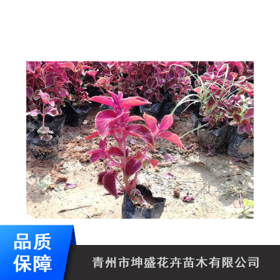 山东四季绿化草花_时令草花杯苗