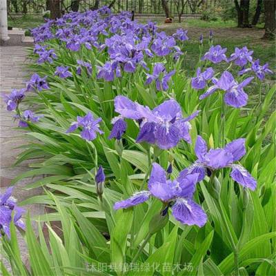 鸢尾花种植地 锦瑞绿化苗木 花色多样 地被及镶边植物