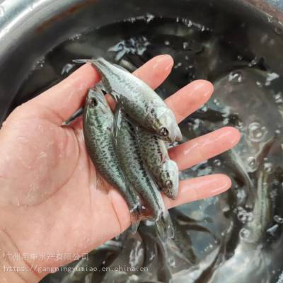 淡水饲养 4-6公分 海鲈鱼鱼苗 明丰出产 鲈鱼水花苗