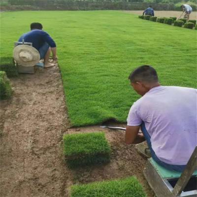 新余兰引三号草坪 高速公路护坡草坪 草皮种植基地