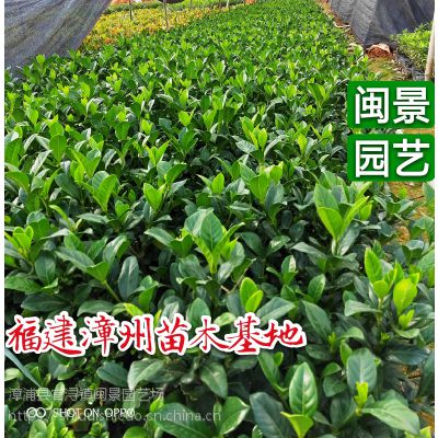 ӻ Ҷӻ 30-35 ԰ճ