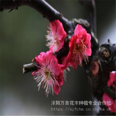 供应红梅，绿梅，龙游梅，垂梅，榆叶梅，绿化小苗