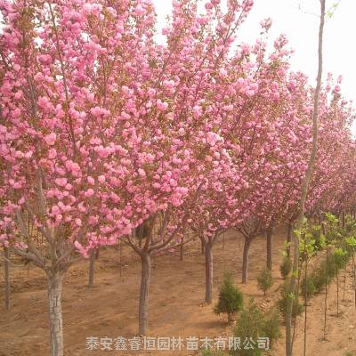 日本晚樱花 品种关山樱花树 樱花树苗哪里有