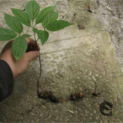 西双版纳景洪楚雄野三七种植经济效益怎么样_批发代理