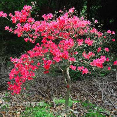 苏州别墅花园绿化 树桩月季花 映山红 庭院景观树苗圃基地