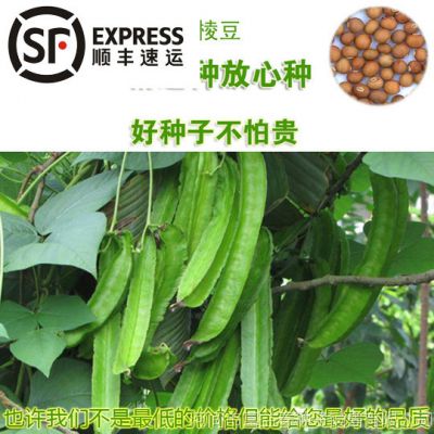 四棱豆种子 杨桃豆四角豆翼豆种子种植容易春夏秋播种 价格 厂家 中国供应商