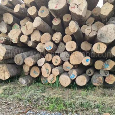 德国金威木业 进口 欧洲白蜡 原木 蜡木 水曲柳 白腊 实木 ABC级