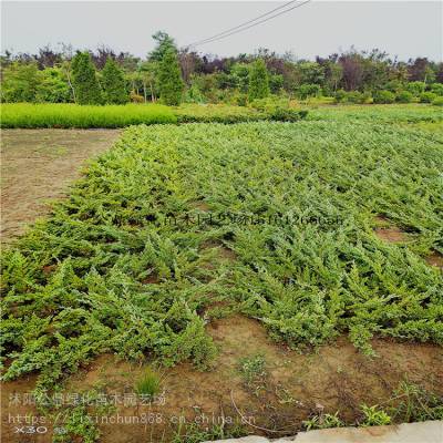 公鼎地柏苗20万棵 规格20-80长度