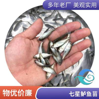 港发品牌 海鲈鱼苗 5公分以上淡水养殖 鱼苗健壮 实惠批发