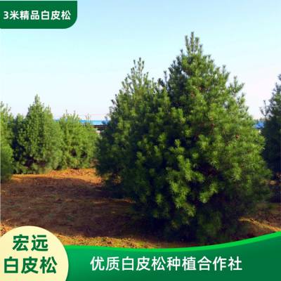 白皮松_3米白皮松苗基地_宏远合作社_产地三米白皮松树_密枝密冠