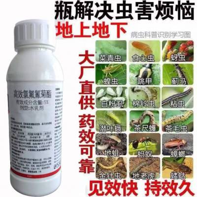 功夫菊酯 5%高效氯氟氰菊酯 水乳剂 防地上地下害虫