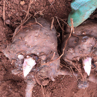 昆明紫魔芋种子*** 云南腾辉魔芋种子供应