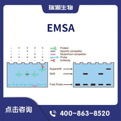EMSAʵ