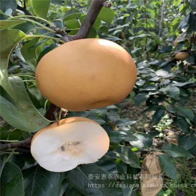 惠农农业 三公分秋月梨树出售 当年结果梨树苗建园选择品种
