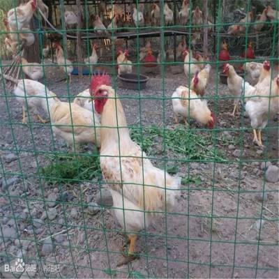 散养鸡隔离网 果园围栏网 种植园护栏网