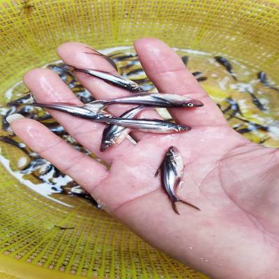 巴沙鱼苗沙鱼苗越南巴沙鱼苗巴沙鱼苗批发淡水鱼苗批发鲨鱼苗