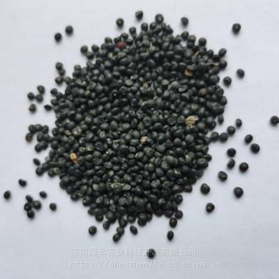 芦笋种子进口芦笋籽包邮出芽好高产抗病强结笋多