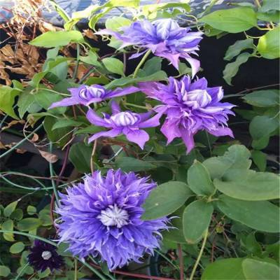 基地*** 铁线莲 水星二号 蓝光 多蓝 墙面造型 地被绿化 棚架绿化