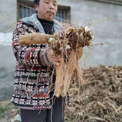 玄参的种植时间及适应地区