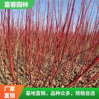 红 瑞木 红瑞木树苗 冬季观枝花木 枝条艳红 花坛花镜造景