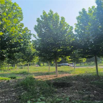 延安8-15公分法桐树苗 速生行道绿化树露天栽培环境