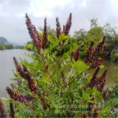 紫穗槐槐苗基地防沙固沙护坡植物紫花苗刺槐树苗耐寒耐旱绿化