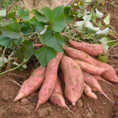 山西朔州万亩脱毒红薯苗品质优良产量极高高淀粉栗子香商薯19