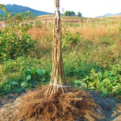 新疆耐寒榛子苗基地 北疆能种植耐寒果树苗价格 惠农苗木