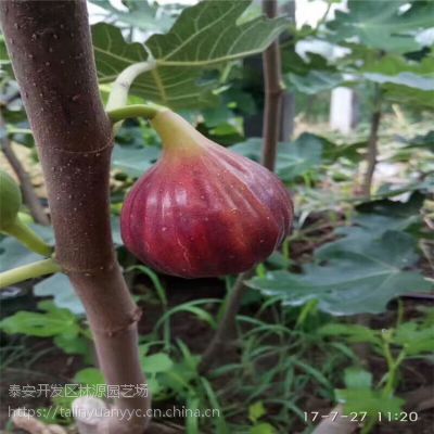 哪里有无花果苗 哪里无花果苗多 哪里有1公分无花果苗 果树苗价格