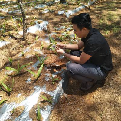 保山恒峰中药材种植基地、恒峰中药材、保山恒峰科技