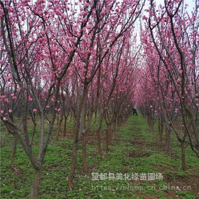 美化缘 杏梅梅花树苗报价 杏梅苗观赏植物 基地直销