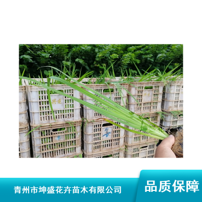 山西景观水生植物_户外喜湿水生植物_水生鸢尾容器苗产地