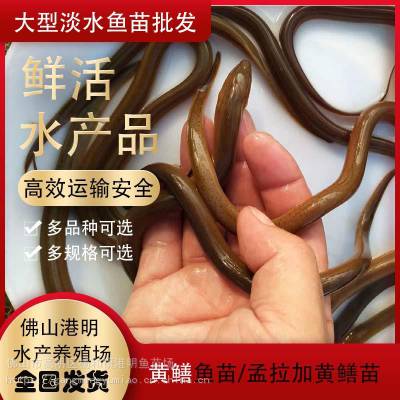 雅安活体黄鳝鱼苗批发-淡水黄鳝鱼苗科学培育-港明水产支持零售批发