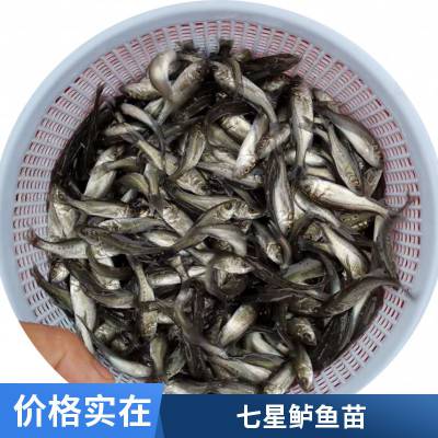 良种健康淡水鲈鱼苗报价 海鲈鱼苗水花 七星鲈鱼苗大规格 全国发货