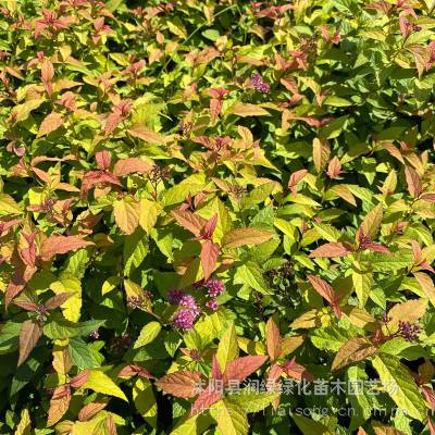 花灌木绣线菊种植基地 绣线菊苗批发