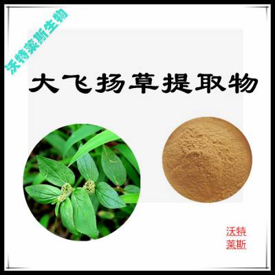 沃特莱斯 大飞扬草提取物10:1 速溶粉 喷雾干燥 棕黄色粉末